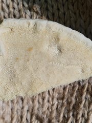 Calcipostia guttulata