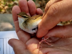 Urosphena pallidipes