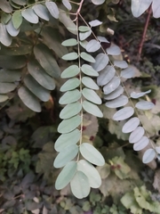 Robinia pseudoacacia