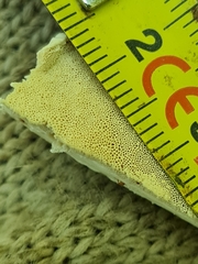 Calcipostia guttulata