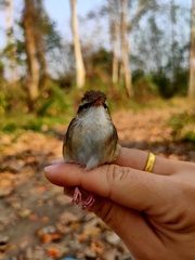 Urosphena pallidipes