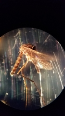 Culex erraticus