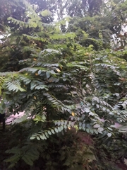 Robinia pseudoacacia