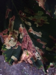 Cameraria ohridella