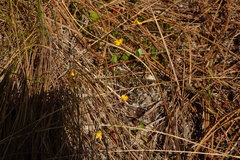 Utricularia subulata