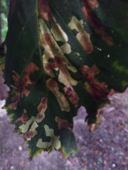 Cameraria ohridella