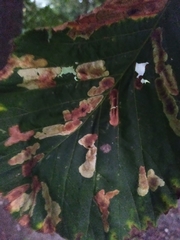 Cameraria ohridella