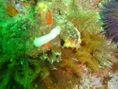 Cadlina