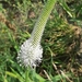 Plantago - Photo (c) Наталья Трифуз, some rights reserved (CC BY-NC), uploaded by Наталья Трифуз