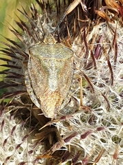 Carpocoris melanocerus