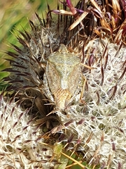 Carpocoris melanocerus