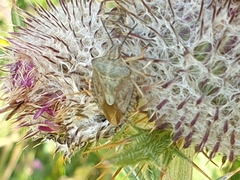Carpocoris melanocerus