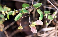 Sphedamnocarpus pruriens