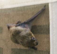 Pipistrellus ceylonicus