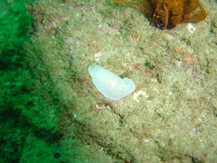 Doriopsilla capensis