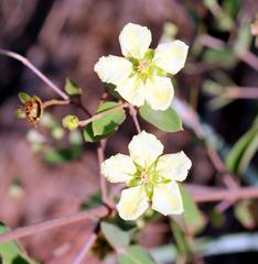 Sphedamnocarpus pruriens