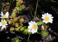 Osmitopsis parvifolia