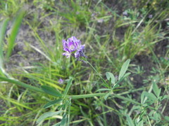 Medicago sativa