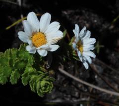 Osmitopsis parvifolia