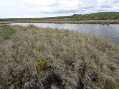 Polytrichum swartzii