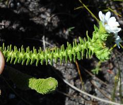 Osmitopsis parvifolia