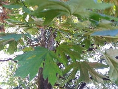 Acer macrophyllum
