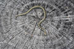 Homoroselaps lacteus