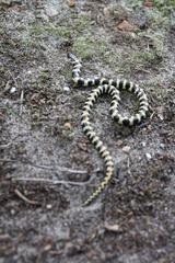 Homoroselaps lacteus