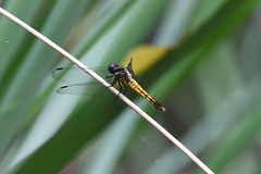 Orthetrum triangulare