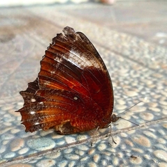 Elymnias hypermnestra hypermnestra