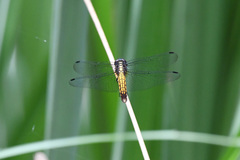 Orthetrum triangulare