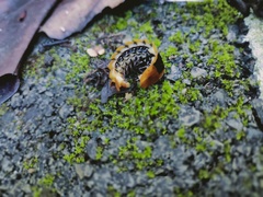 Lamprigera
