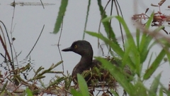 Tachybaptus dominicus