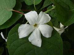 Mandevilla laxa