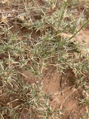 Munroa squarrosa