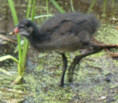 Gallinula chloropus