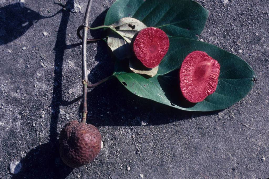 Neonauclea excelsa (Neonauclea excelsa)