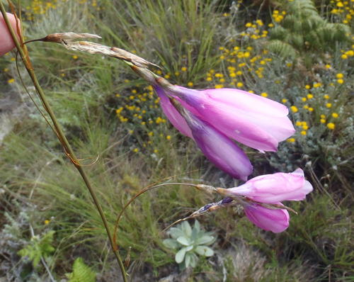 Dierama pulcherrimum, photograph 6