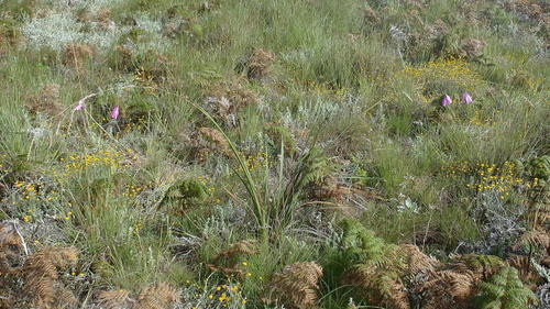 Dierama pulcherrimum, photograph 5