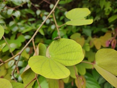Phanera aureifolia