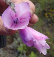 Dierama pulcherrimum