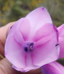 Dierama pulcherrimum