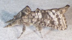 Givira francesca