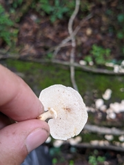 Panellus pusillus