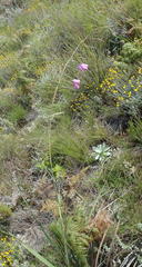 Dierama pulcherrimum