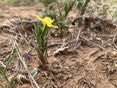 Oenothera tubicula