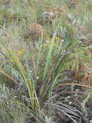 Dierama pulcherrimum