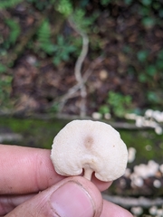Panellus pusillus