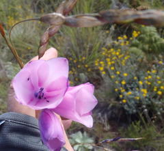Dierama pulcherrimum