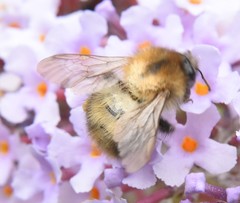 Bombus pascuorum